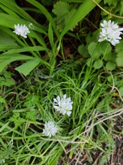 Allium trifoliatum
