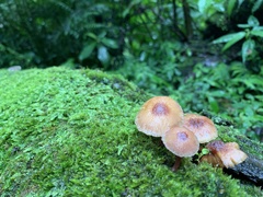 Favolaschia manipularis