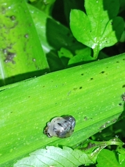 Lissachatina immaculata