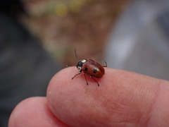 Cryptocephalus cordiger