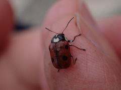 Cryptocephalus cordiger