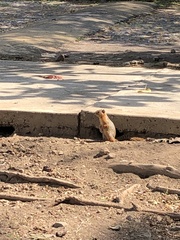 Notocitellus annulatus