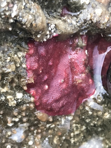 Integripelta bilabiata