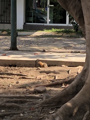 Notocitellus annulatus