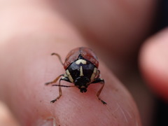 Cryptocephalus cordiger