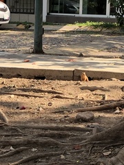 Notocitellus annulatus