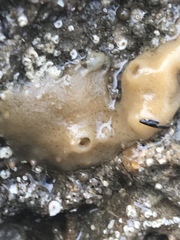 Halichondria panicea