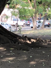 Notocitellus annulatus