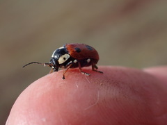 Cryptocephalus cordiger
