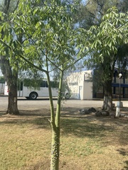 Ceiba