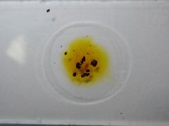 Hypoxylon perforatum