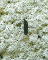 Sciara hemerobioides