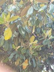 Magnolia grandiflora