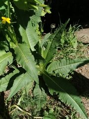 Dipsacus fullonum