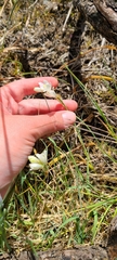 Ornithogalum concinnum