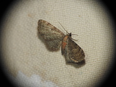 Eupithecia haworthiata