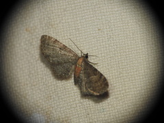 Eupithecia haworthiata