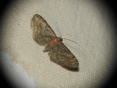Eupithecia haworthiata