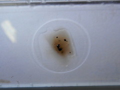 Hypoxylon vogesiacum