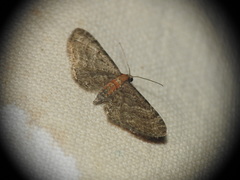 Eupithecia haworthiata