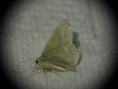 Phaiogramma etruscaria