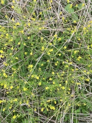 Rorippa curvisiliqua