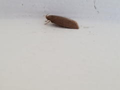 Psilocorsis reflexella