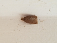 Psilocorsis reflexella