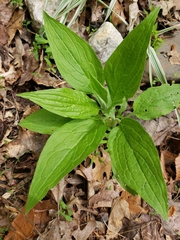 Digitalis grandiflora