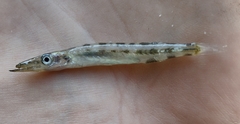 Sphyraena borealis