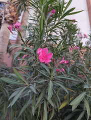 Nerium oleander