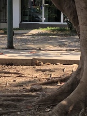 Notocitellus annulatus