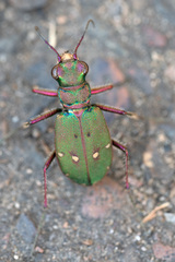 Cicindela campestris