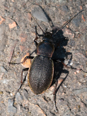 Morphocarabus