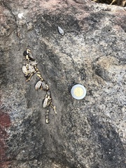 Notocitellus annulatus