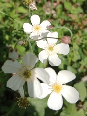 Ranunculus platanifolius