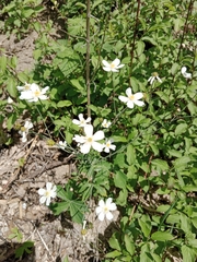 Ranunculus platanifolius