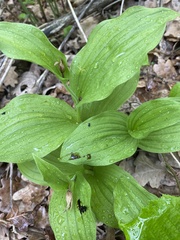 Cypripedium calceolus