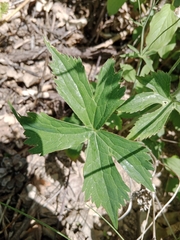 Ranunculus platanifolius