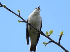 Ficedula semitorquata