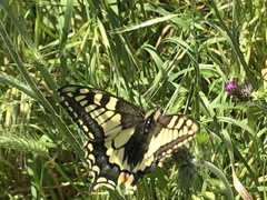 Papilio machaon