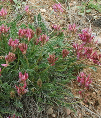 Astragalus incanus