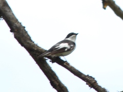 Ficedula semitorquata