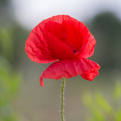 Papaver rhoeas