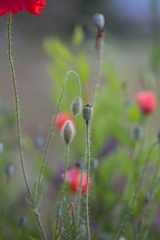 Papaver rhoeas