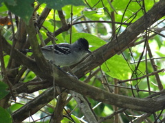 Thamnophilus pelzelni