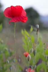 Papaver rhoeas