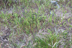 Rostraria cristata