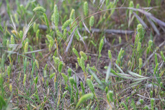 Rostraria cristata