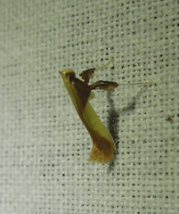 Caloptilia packardella